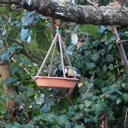 Mésange charbonnière  - Marc Chabanon