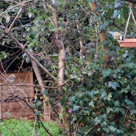 Mésange charbonnière  - Marc Chabanon