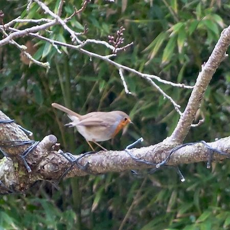 Rougegorge familier  - Marc Chabanon