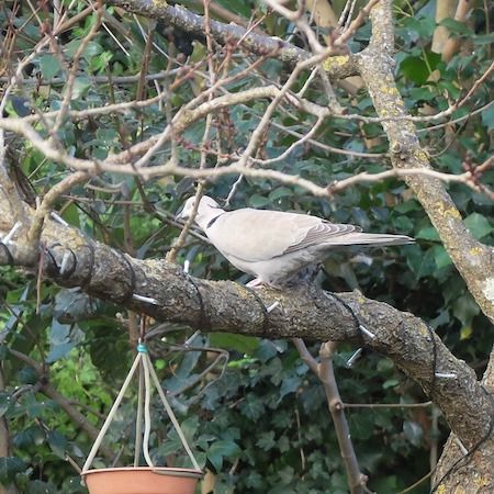 Tourterelle turque  - Marc Chabanon