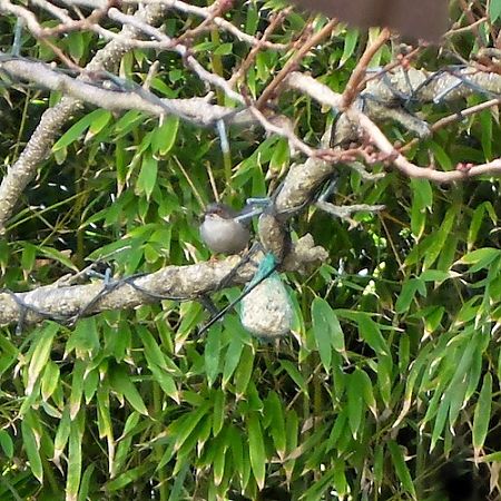 Fauvette mélanocéphale  - Marc Chabanon
