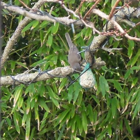 Fauvette mélanocéphale  - Marc Chabanon