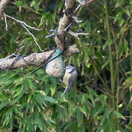 Mésange bleue  - Marc Chabanon