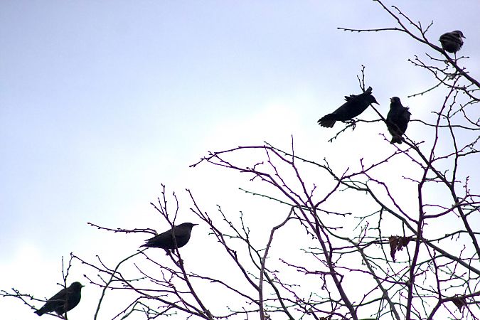 Étourneau sansonnet 