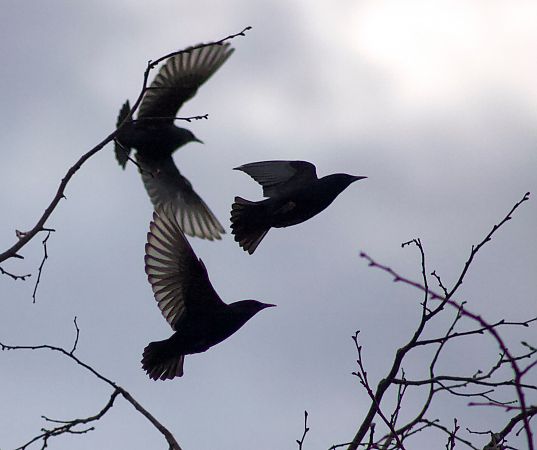 Étourneau sansonnet 