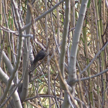 Étourneau unicolore 