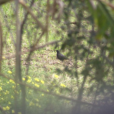 Étourneau unicolore 