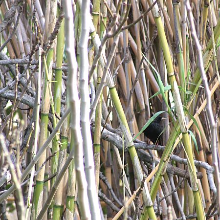 Étourneau unicolore 