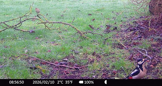 Pic épeiche  - Xavier Grevet