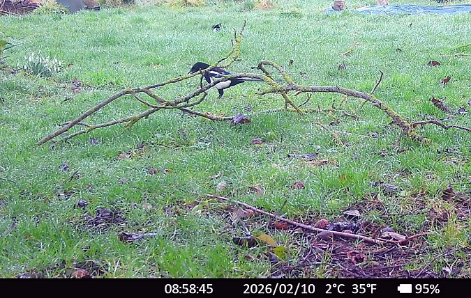 Pie bavarde  - Xavier Grevet