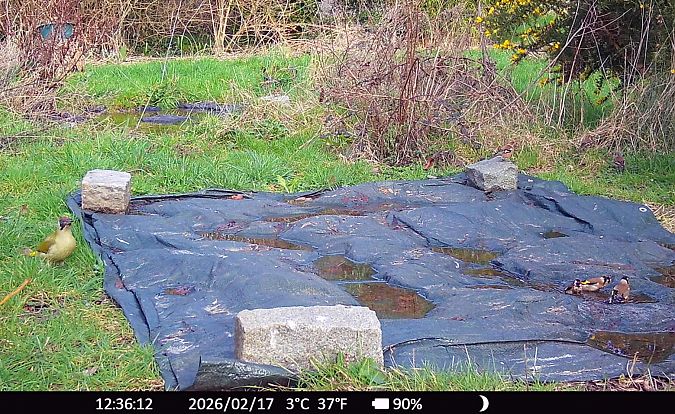 Chardonneret élégant  - Xavier Grevet