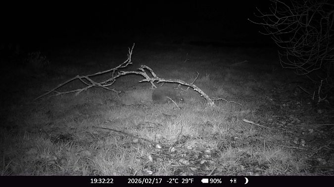 Hérisson d'Europe  - Xavier Grevet