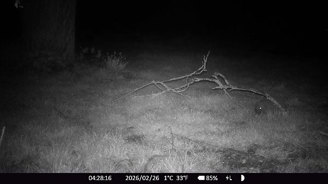 Hérisson d'Europe  - Xavier Grevet