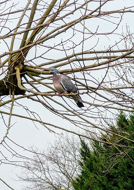 Pigeon ramier  - Taïeb Maïa