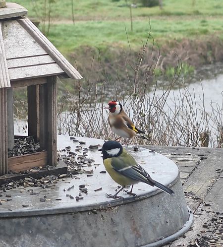 Chardonneret élégant  - Lefebvre Jennifer