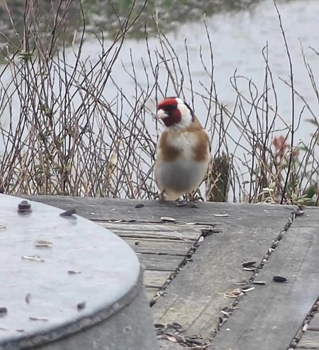 Chardonneret élégant  - Lefebvre Jennifer