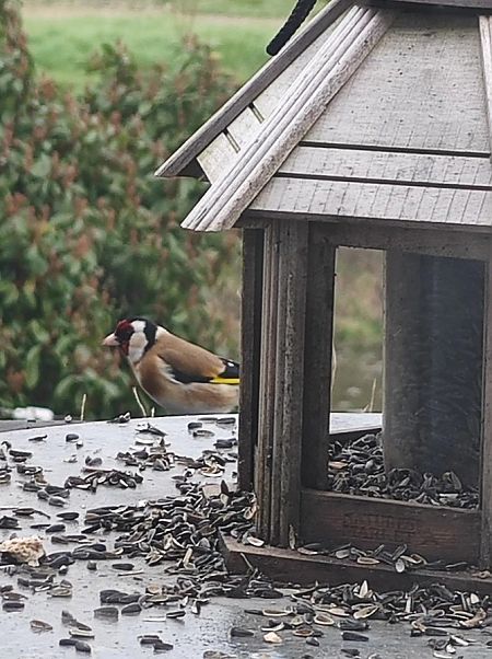 Chardonneret élégant  - Lefebvre Jennifer