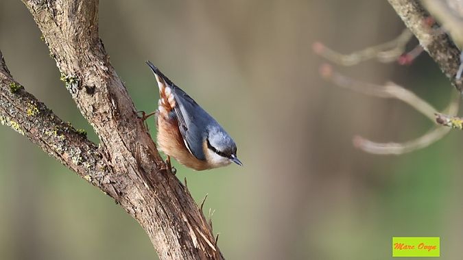 Sittelle torchepot  - Marc Ovyn