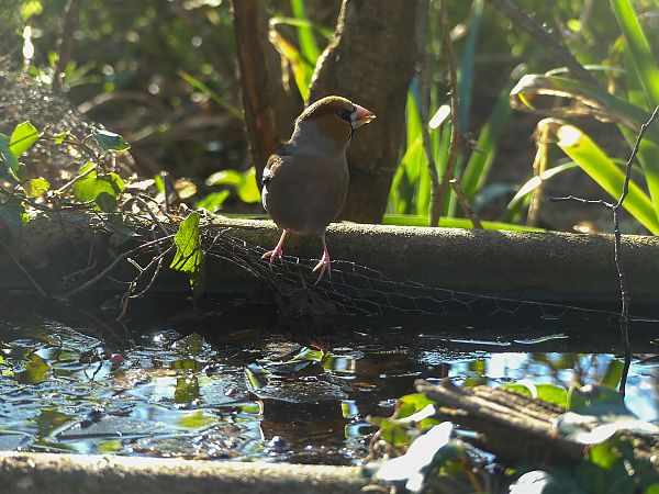 Grosbec casse-noyaux 