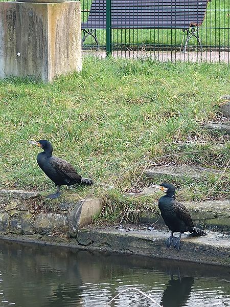 Grand Cormoran  - Sophie Geoffroy