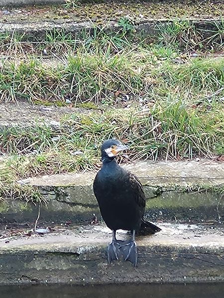 Grand Cormoran  - Sophie Geoffroy