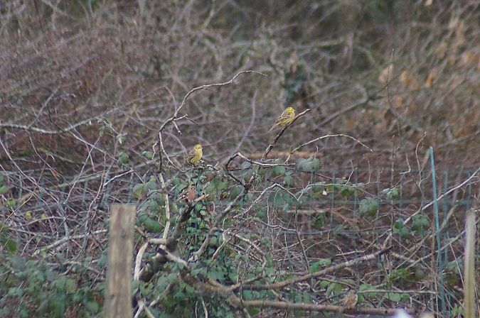 Bruant jaune  - Marion His