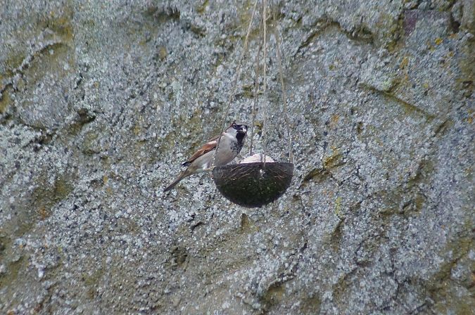 Moineau domestique  - Marion His