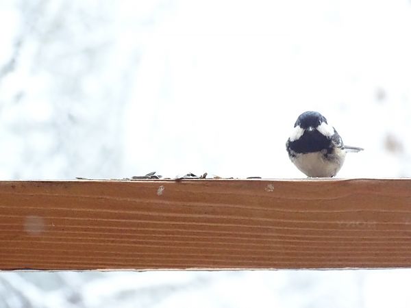Mésange noire  - Frere Baptiste