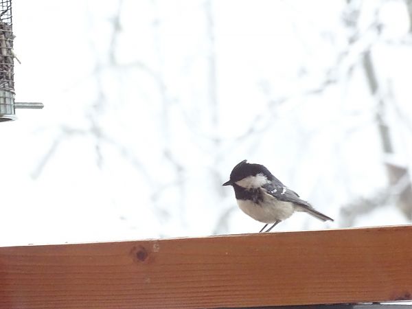 Mésange noire  - Frere Baptiste