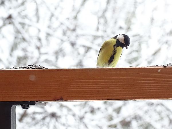 Mésange charbonnière  - Frere Baptiste