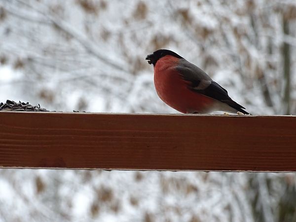 Bouvreuil pivoine  - Frere Baptiste