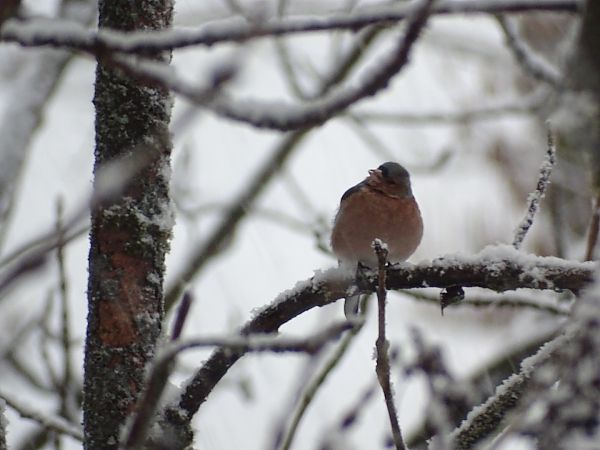 Pinson des arbres  - Frere Baptiste