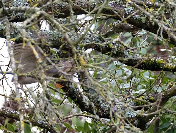 Épervier d'Europe  - Annie Plumere