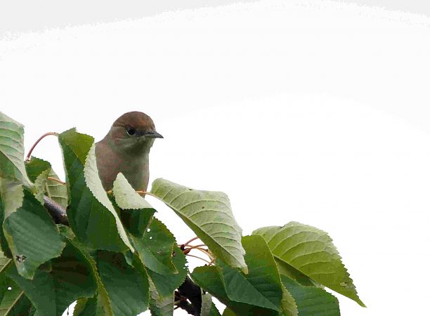 Fauvette à tête noire  - Annie Plumere