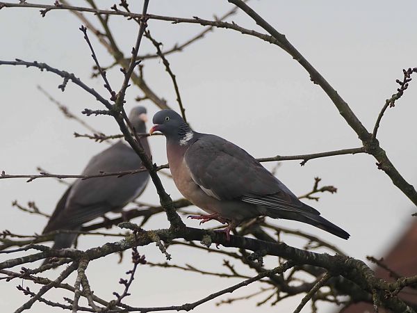 Pigeon ramier  - Annie Plumere