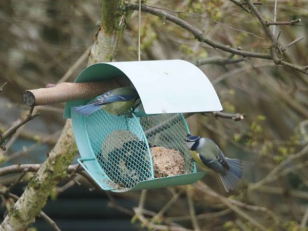 Mésange bleue  - Annie Plumere