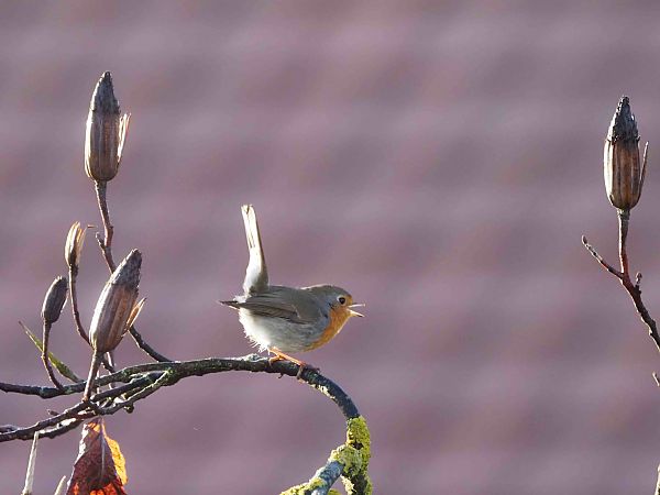 Rougegorge familier  - Annie Plumere