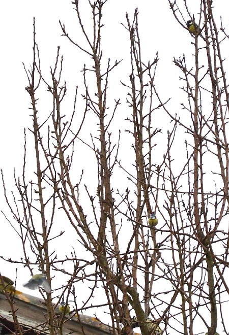 Mésange bleue  - Anne Lise Esclarmonde Legros