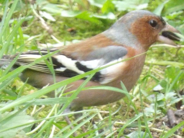 Pinson des arbres  - Xavier Terrassier