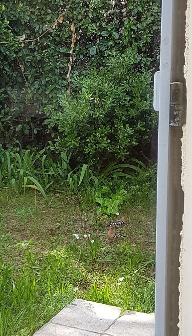 Huppe fasciée  - Florence Boulenger