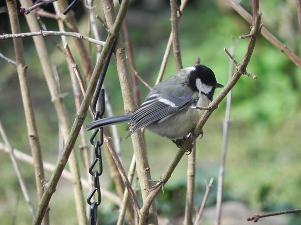 Mésange noire  - Nadia Chripko
