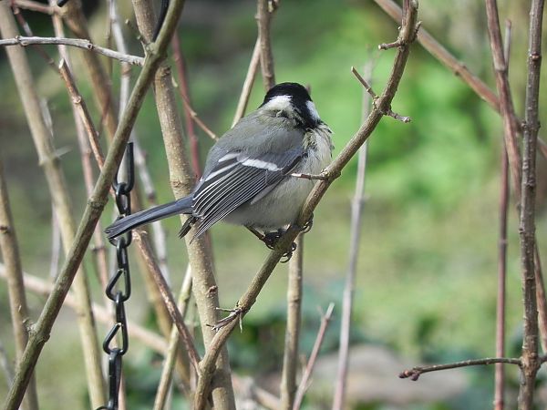 Mésange noire  - Nadia Chripko