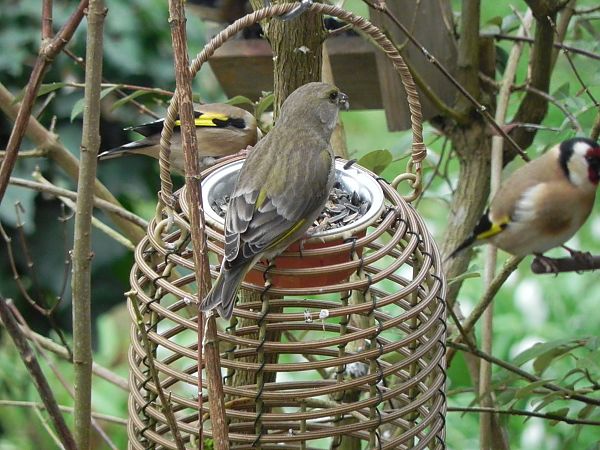 Verdier d'Europe  - Nadia Chripko