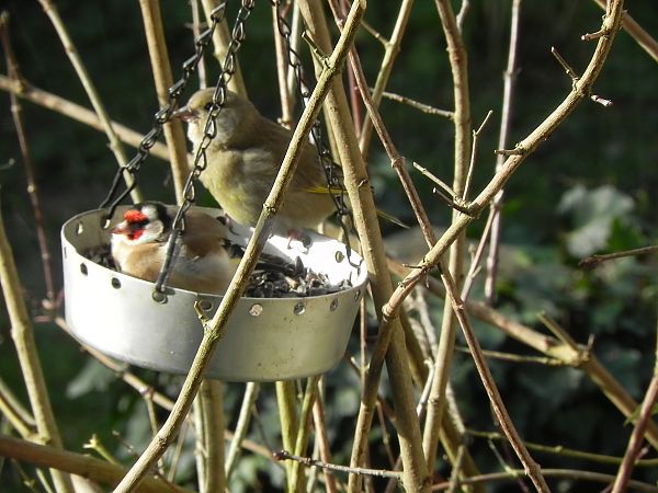 Verdier d'Europe  - Nadia Chripko