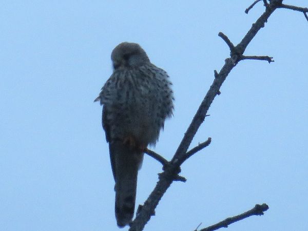 Faucon crécerelle  - Sandrine Borne