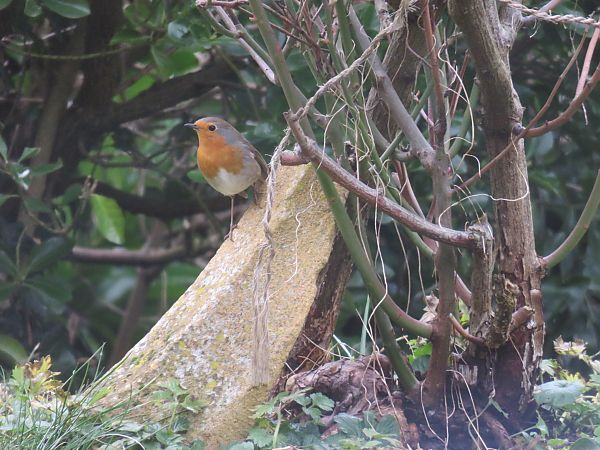 Rougegorge familier  - Sandrine Borne