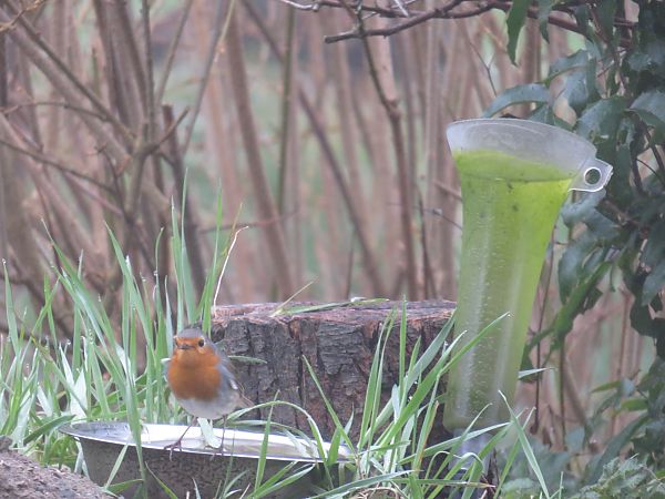 Rougegorge familier  - Sandrine Borne