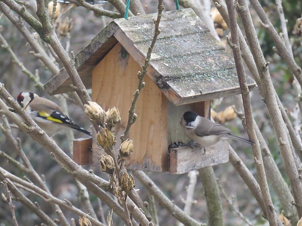 Mésange nonnette  - Sandrine Borne