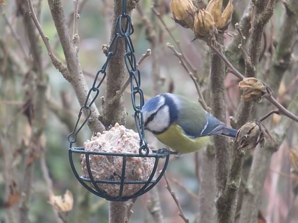 Mésange bleue  - Sandrine Borne