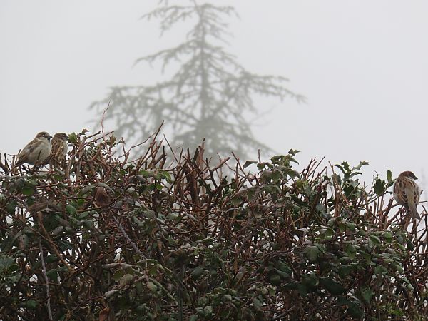 Moineau domestique  - Sandrine Borne